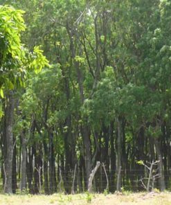 Cây sọ khỉ cay so khi