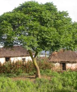 Cây xoan cong dung cay xoan