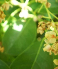 Cây sọ khỉ dac diem sinh thai cay so khi