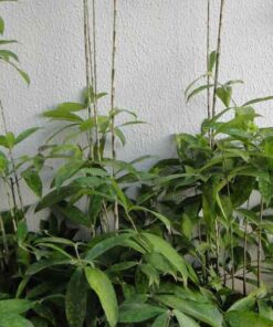 Cây trúc nhật gia cay truc nhat