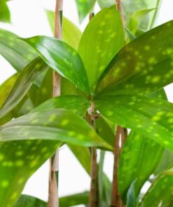 Cây trúc nhật hinh anh cay truc nhat