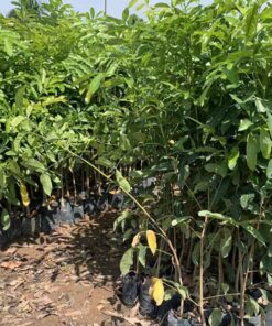 Cây sọ khỉ mua cay so khi o dau