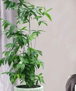 Cây trúc nhật y nghia cay truc nhat