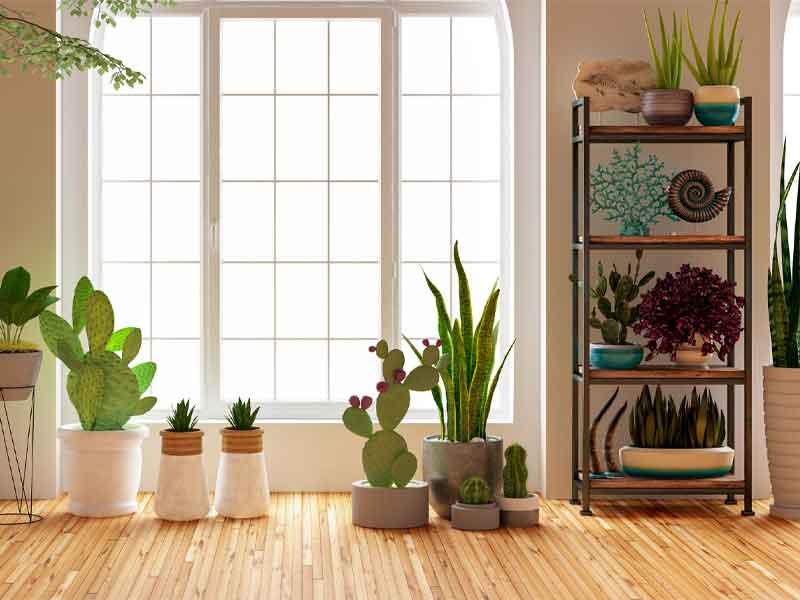 Cây lọc không khí giúp làm mát cho ngôi nhà bạn