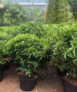 Cây mai vạn phúc cach cat tia cay mai van phuc