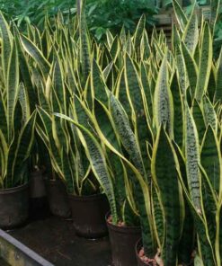 Cây lưỡi hổ cach trong cay luoi ho