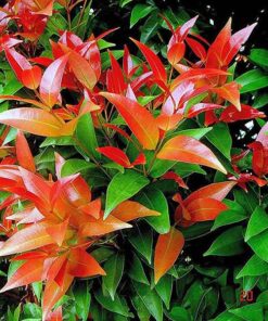 Cây hồng lộc cay hong loc
