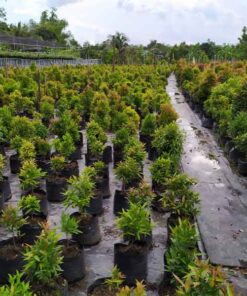 Cây hồng lộc cay hong loc do