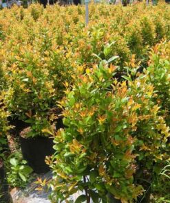 Cây hồng lộc cay hong loc hop menh gi