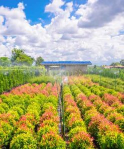 Cây hồng lộc gia cay hong loc