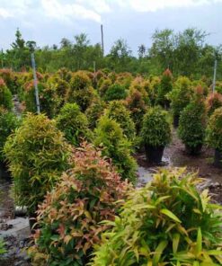 Cây hồng lộc y nghia cay hong loc