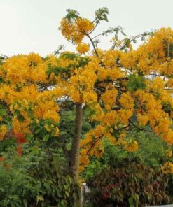 Cây phượng vàng cay phuong vang da lat