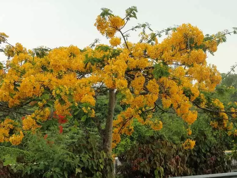 Cây phượng vàng hoa siêu đẹp giá rẻ Cây Phượng Vàng Hoa Siêu Đẹp Giá Rẻ