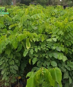 Cây giáng hương cach trong cay giang huong giong