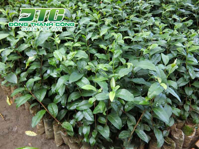 Cây chè loại cây phổ biến tại Việt Nam