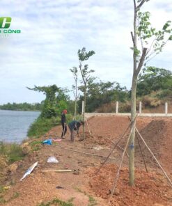 Cây giáng hương goi y dia chi mua cay giang huong giong gia re tai tphcm