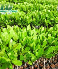 Cây điều mua cay dieu giong