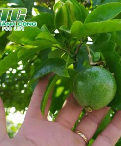 Cây chanh dây cach trong cay chanh day trong chau