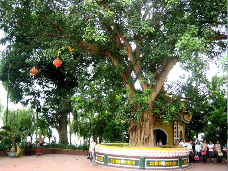 Cây bồ đề loại cây không thể thiếu trong các ngôi chùa