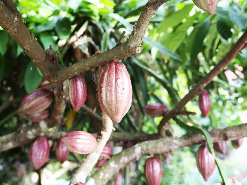 Trái của cây cacao lúc còn non có màu tím