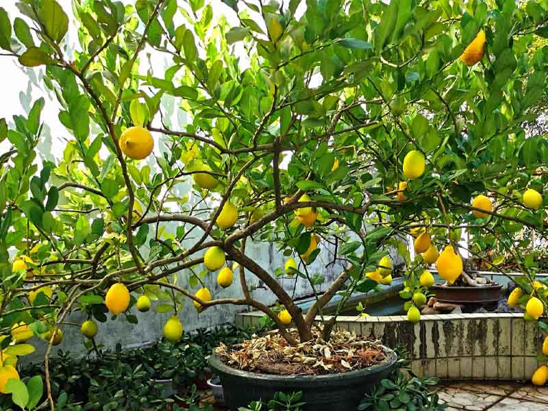 Cây chanh là cây ăn quả trồng trên sân thượng khá được ưa chuộng