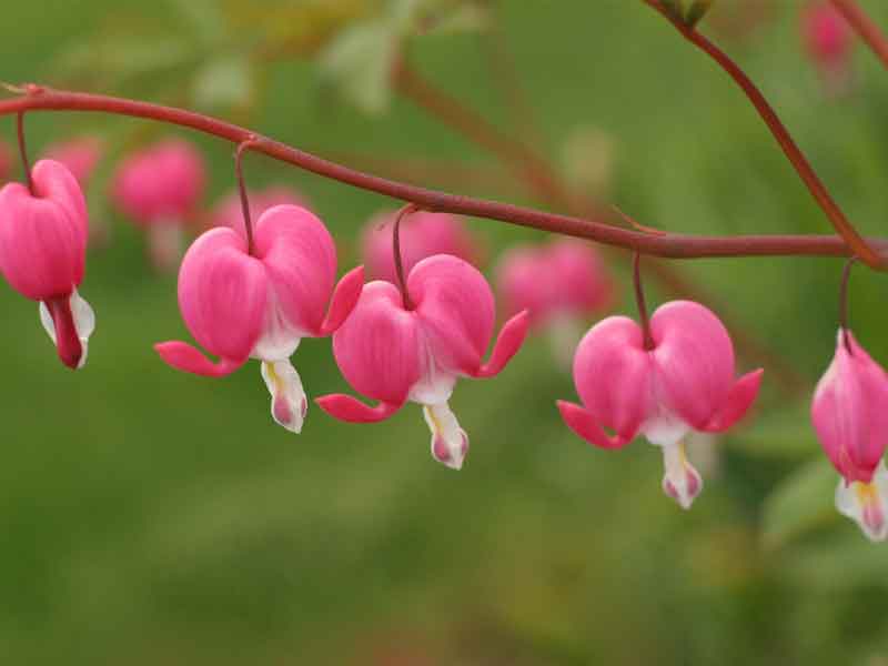 Hoa Tigon loại cây dễ trồng trên sân thượng nhất