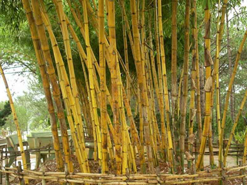 Cây tre, trúc là lựa chọn thích hợp để trồng trong chùa