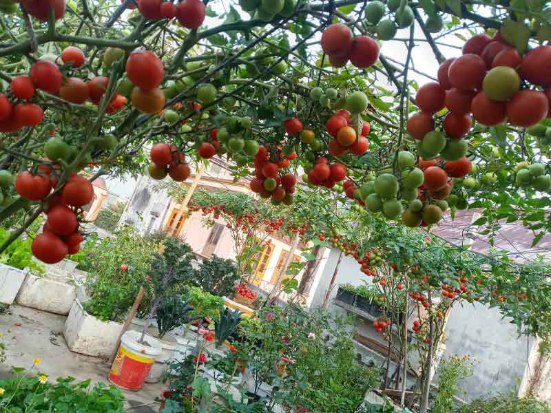Cà chua là cây trồng sân thượng được nhiều người biết đến
