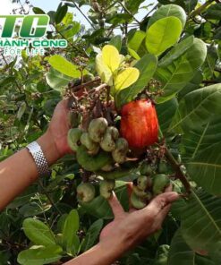 Cây điều cac giong cay hat dieu