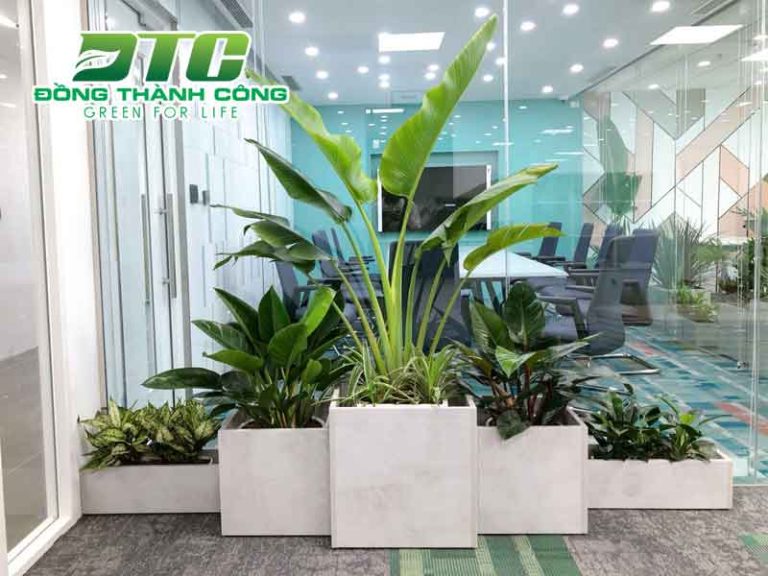 10 Loại cây phong thủy trong nhà mang đến vượng khí dồi dào