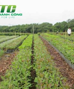 Cây điều cay giong hat dieu mua o dau