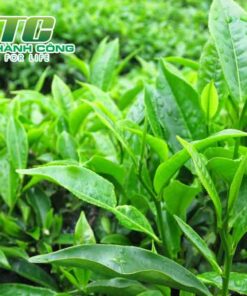 Cây trà xanh cham soc cay che giong