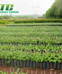Cây điều gia cay dieu giong