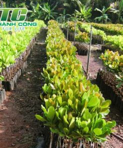 Cây điều gia cay giong dieu ghep