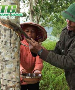 Cây cao su he sinh thai rung cay cao su