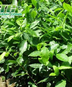 Cây trà xanh ky thuat trong cay che giong