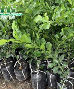 Cây chanh dây nhung cach su dung la cay chanh day trong bua an hang ngay