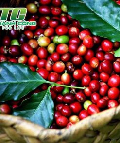 Cây cà phê tap trung trong cay ca phe