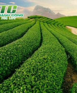 Cây trà xanh tim hieu ve cay che giong