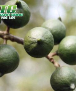 Cây mắc ca cay mac ca giong