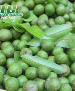Cây sấu cay sau co trong o mien nam