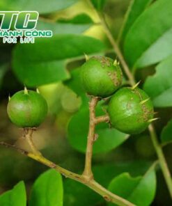 Cây sấu cay sau la cay gi