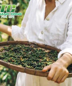 Cây hồ tiêu cham soc cay ho tieu sau thu hoach