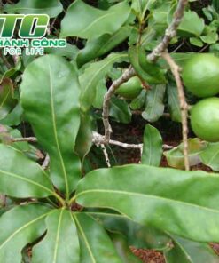 Cây mắc ca khoang cach trong cay mac ca
