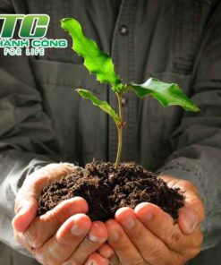 Cây mắc ca ky thuat trong cay mac ca