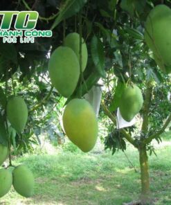 Cây xoài nhung cong dung chinh ma qua xoai dem den