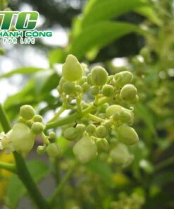 Cây sấu trong cay sau an qua