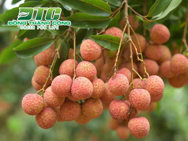 Vải thiều là một trong những loại cây ăn quả được trồng nhiều ở miền Bắc