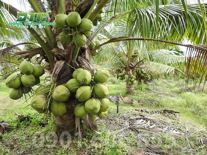 Dừa cũng là lựa chọn tốt để trồng ở các khuôn viên