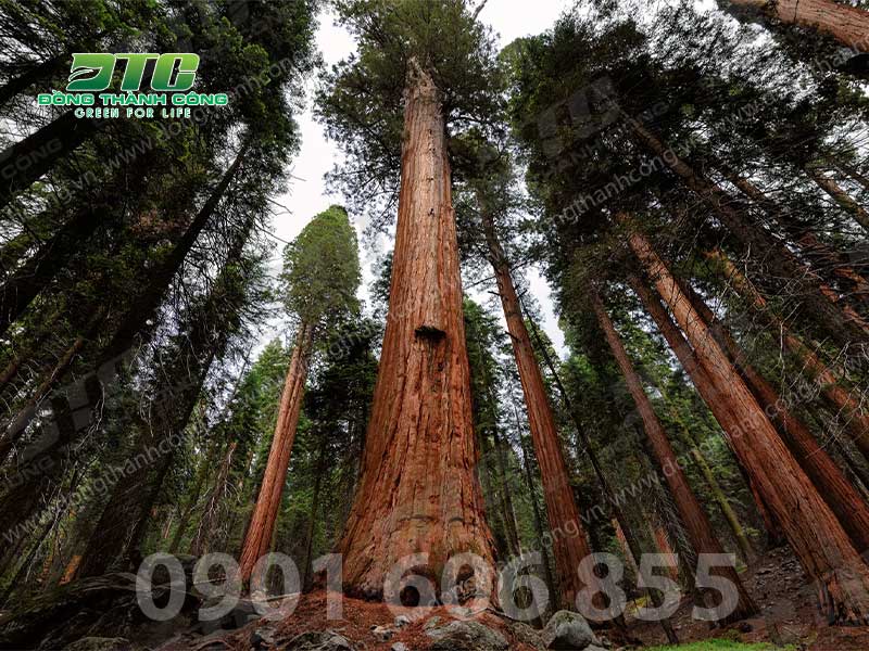Chiều cao thông thường các loại cây thân gỗ